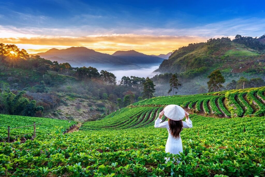 asian-woman-wearing-vietnam-culture-traditional-strawberry-garden-doi-ang-khang-chiang-mai-thailand